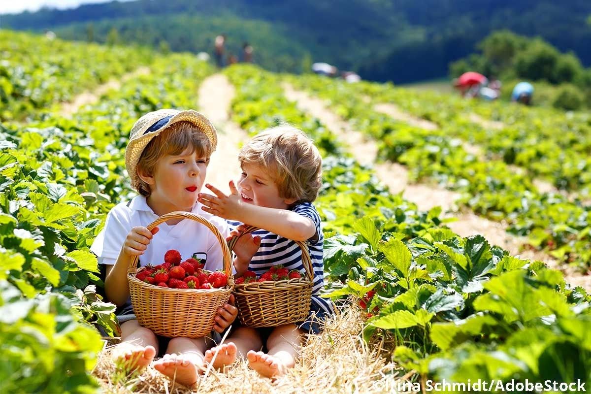 Zwei Jungs sitzen in einem Erdbeerfeld und naschen Erdbeeren.