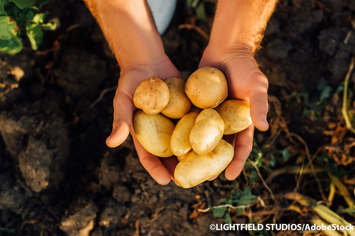 Eine Person hält frisch geerntete Kartoffeln in den Händen
