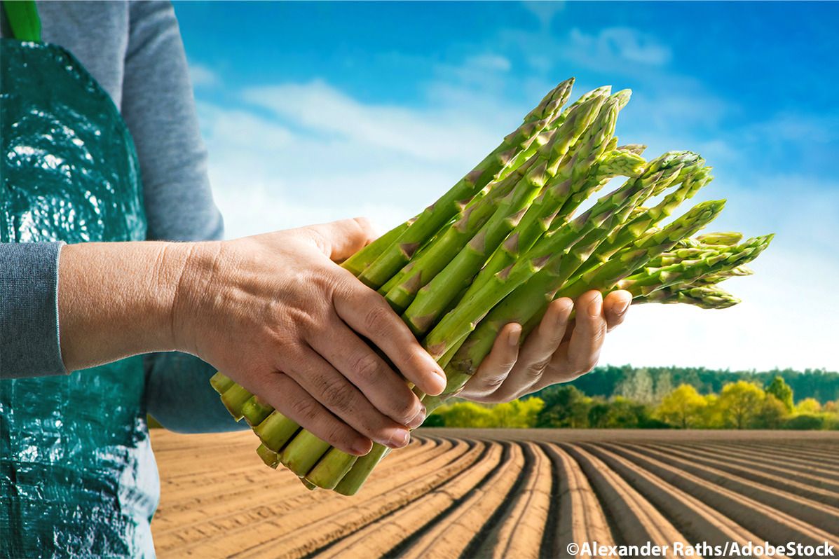 Frischer Spargel wird in den Händen gehalten, bereit zur Ernte